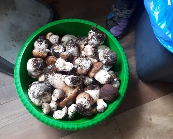 Zobaczcie jakie grzyby można znaleźć w lasach w pobliżu Gorzowa. 