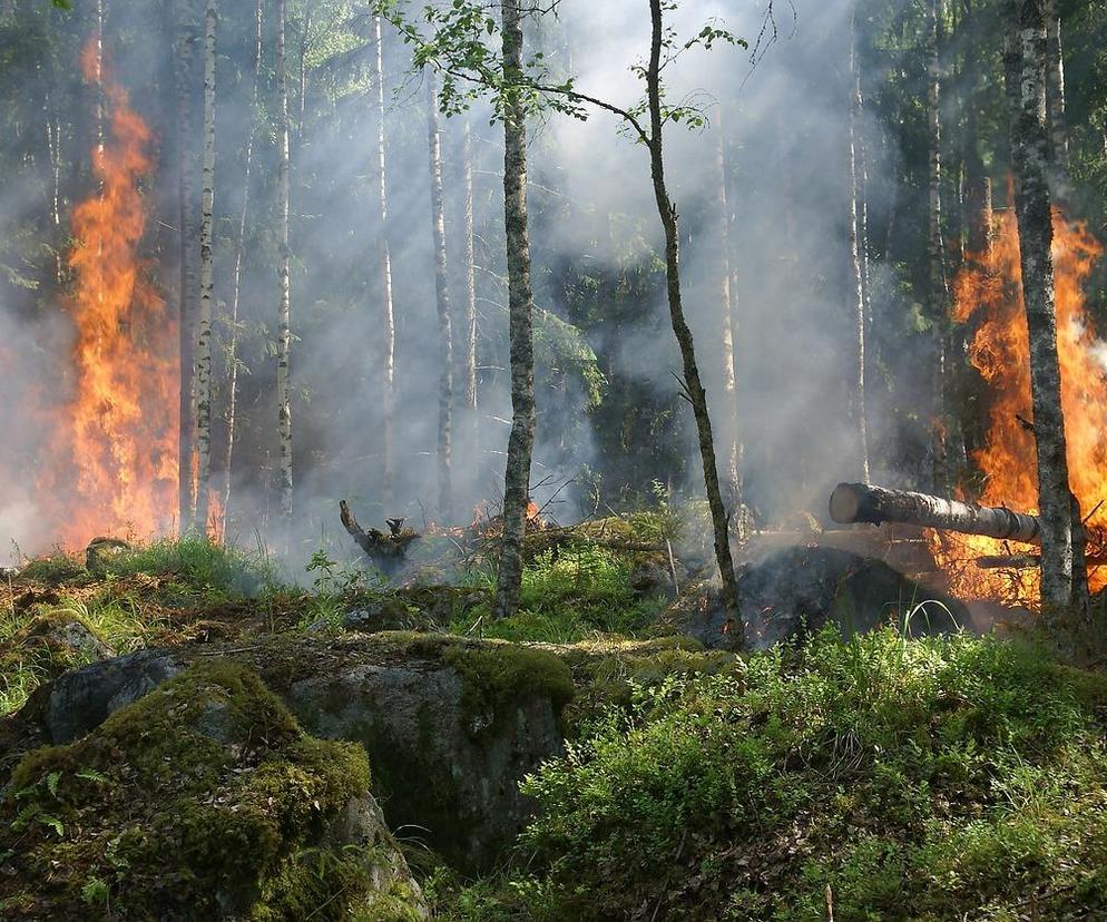 Uwaga  na pożary w lasach regionu radomskiego 