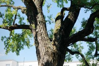 Ruszyło głosowanie na Warszawskie Drzewo Roku 2024