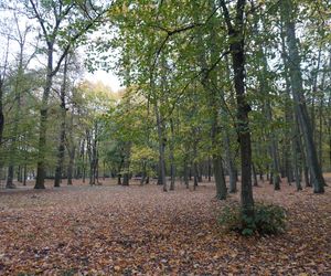 Park Lubomirskich w Białymstoku jesienią 