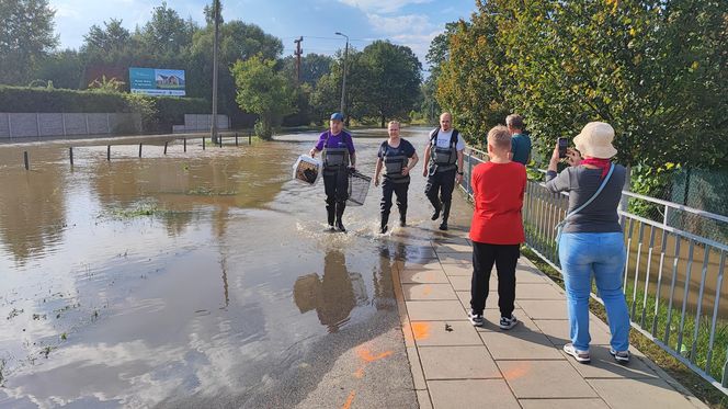 Walka z powodzią na wrocławskich Stabłowicach, ratowanie gołębi z zalanych ogródków 