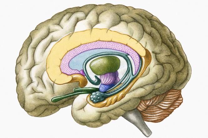 Zapalenie układu limbicznego – przyczyny, objawy i leczenie