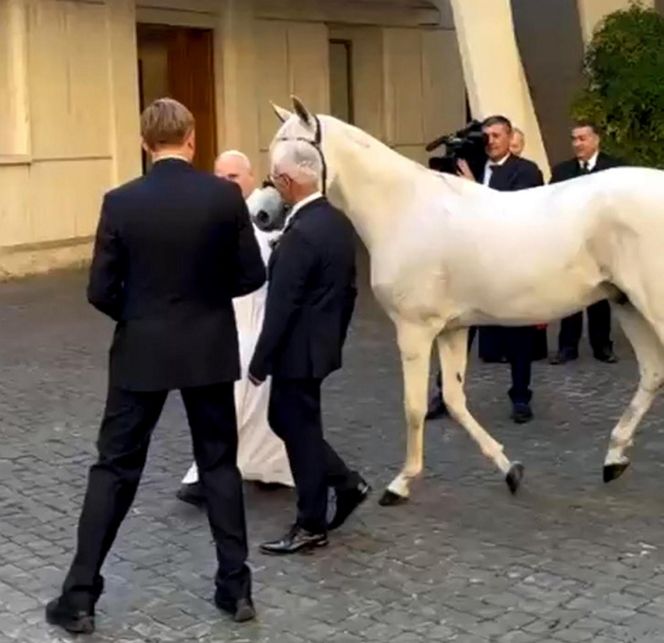 Papież Leon XIV otrzymał w środę białego konia czystej krwi arabskiej ze stadniny w Kołobrzegu-Budzistowie