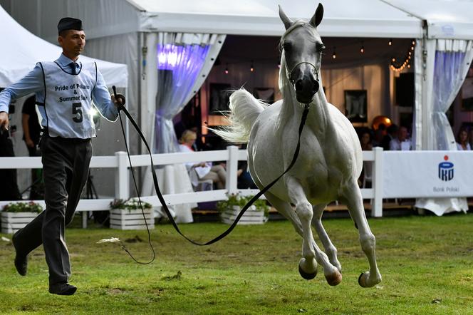 Aukcja koni arabskich w Janowie Podlaskim przyniosła krocie! Esmeraldia gwiazdą Pride od Poland 2022 [ZDJĘCIA]