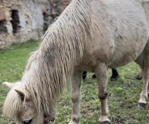 Pan Remek nie może pracować przez Tequilę