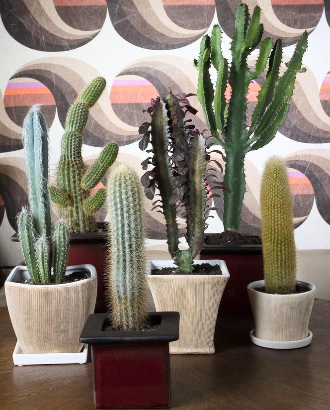 Kaktusy w domu