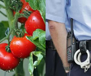 Uprawiał ogórki, pomidory i... marihuanę. Ogrodnik z Pomorza w rękach policji 