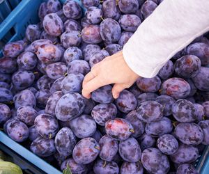Poprawisz nie tylko trawienie. To się dzieje z twoim ciałem, gdy codziennie jesz śliwki