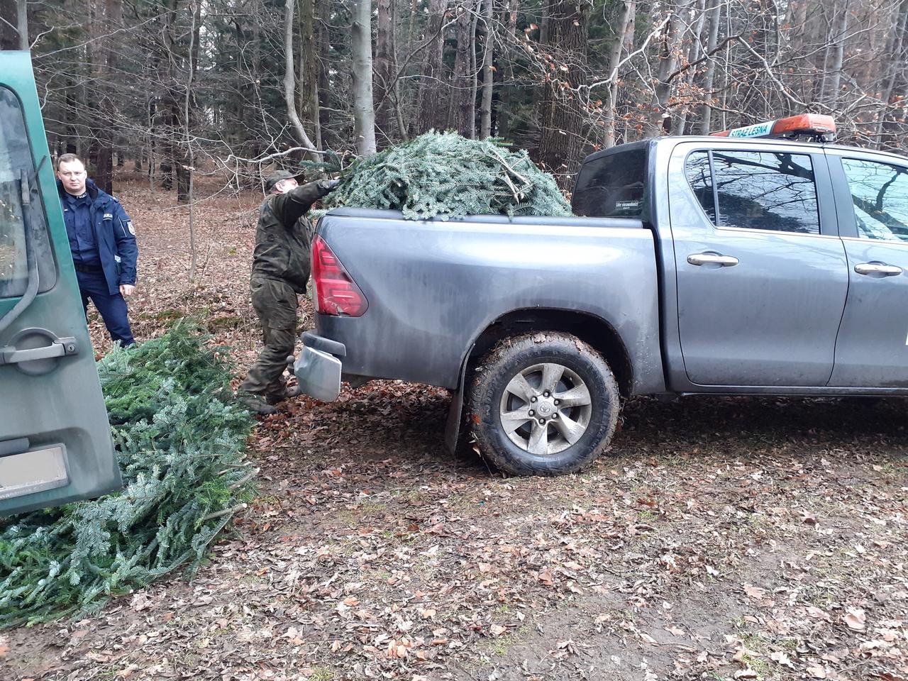Złodziej choinek przyłapany na gorącym uczynku. Próbował schować się w lesie [ZDJĘCIA]