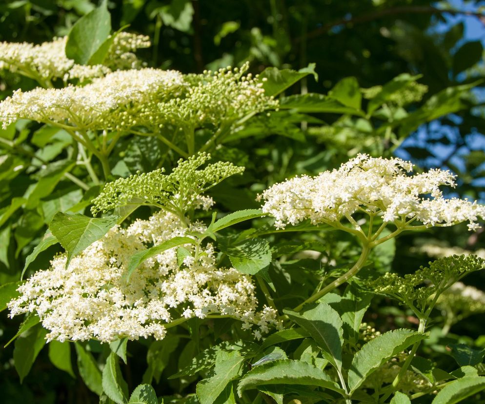 Kwiaty czarnego bzu należy przerabiać zaraz po zerwaniu z krzaka.
