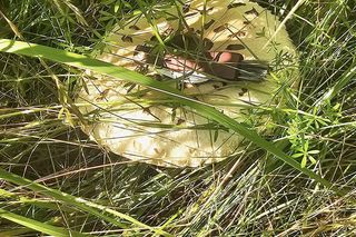 Sezon grzybowy w śląskich lasach rozpoczęty