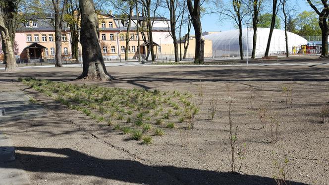 Od dziś otwarte lasy i parki. Ale parki Heermanna i Jonstona wciąż ogrodzone