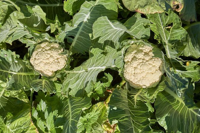 Kalafior - Brassica cretica subsp. botrytis