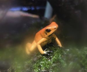 W pawilonie Lasu Deszczowego w Śląskim Ogrodzie Zoologicznym pojawili się nowi mieszkańcy