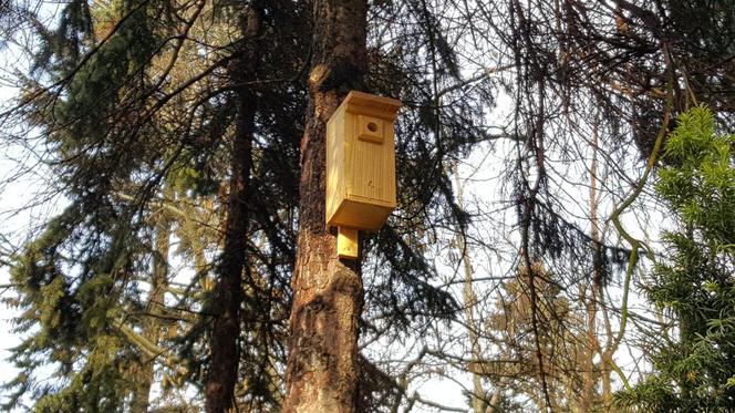  Budki lęgowe zawisły w bydgoskim Ogrodzie Botanicznym UKW w Bydgoszczy