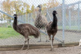 Para emu przeprowadza się ze Szczecina do Poznania