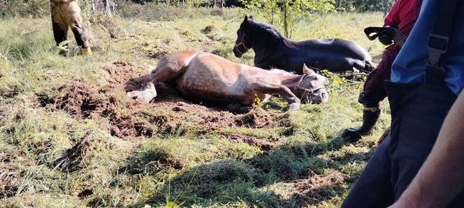 Nietypowa akcja strażaków na Pomorzu. Uratowali konie, które utknęły w bagnie