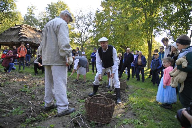 Wykopki kartoflane w lubelskim skansenie