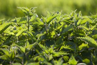 Pokrzywa zwyczajna - Urtica dioica