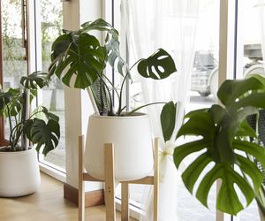 Monstera