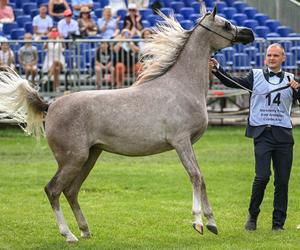 Prawie 640 tys. euro za konie na aukcji Pride of Poland