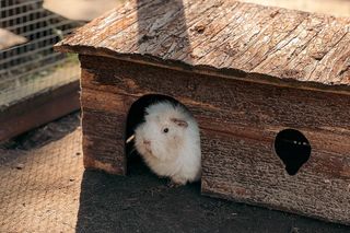 Nie wyrzucaj choinki po świętach. Zagroda 3 Siostry wie, co z nią zrobić. Koniecznie sprawdź