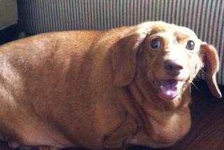 Dennis prawie zmarł z przekarmienia. Jamnik ważył 25 kg! Jak wygląda po intensywnej diecie?