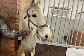 Nastolatek z mamą ratują konie po przejściach. Dzięki akcji Siano na siano zwierzęta przetrwają zimę