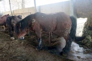 Zagłodzone i brudne konie były niehumanitarnie mordowane? Policjanci skontrolowali hodowlę w Wodzisławiu Śląskim [ZDJĘCIA]