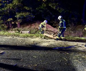 Drzewo runęło na jadący samochód! O krok od tragedii na DK 10 pod Bydgoszczą