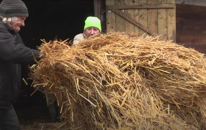 Rolnicy. Podlasie. Gienek i Andrzej karmią krowy. Sławek: Widać jaki tu porządek