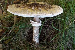 Jakie grzyby zbierać we wrześniu i październiku? Tych rarytasów jest teraz wysyp!