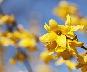 Obniża cukier, oczyszcza wątrobę i wzmacnia odporność. Z wiosennych kwiatów zrób napar