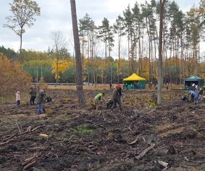 Mieszkańcy dla natury! Tak sadzili las pod Bydgoszczą