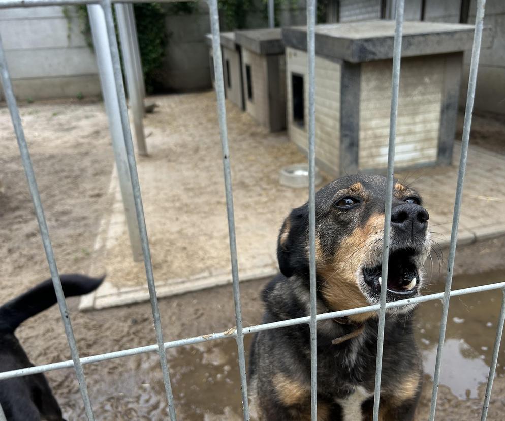 Konińskie schronisko dla zwierząt w ciężkiej sytuacji po ostatnich ulewach