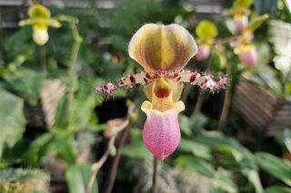 Najpiękniejsze storczyki w łańcuckiej storczykarni