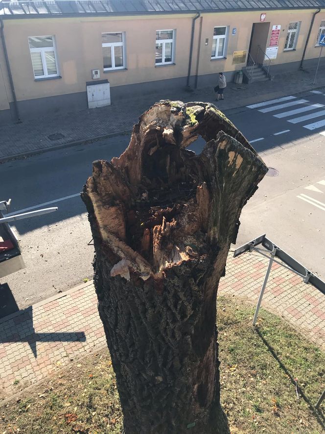 Dąb szypułkowy będący hrubieszowskim pomnikiem przyrody runął na ziemię