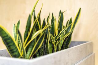 Niewymagające rośliny. Przetrwają wszystko!