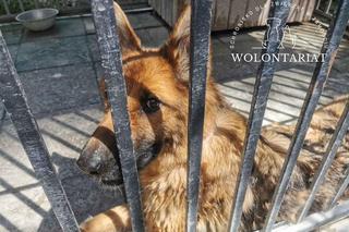 Kiara czeka na adopcję w zamojskim Schronisku dla bezdomnych zwierząt w Zamościu