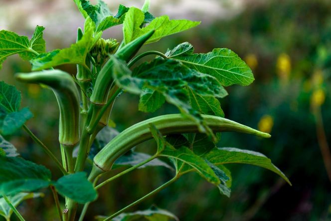 Okra (piżmian jadalny)