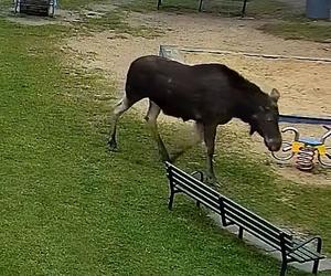 Łoś na placu zabaw w Pabianicach! Ogromne zwierzę trzeba było eskortować [ZDJĘCIA]