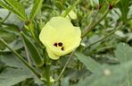Okra (piżmian jadalny)