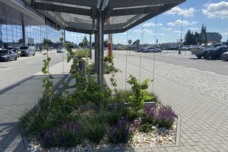 Tak wygladają ogrody deszczowe na parkingu przed terminalami Katowice Airport