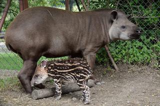 Oto bulwa - mały tapirek, który urodził się w poznańskim zoo