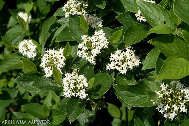 Dereń rozłogowy 'Flaviramea' - Cornus sericea 'Flavimea'