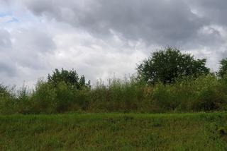 W Gdańsku pozostawią wysoką trawę. Nie koszenie jej przynosi korzyści dla przyrody
