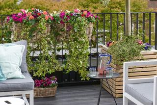 Balkon w kwiatach - polecamy najlepsze kwitnące rośliny na balkon!