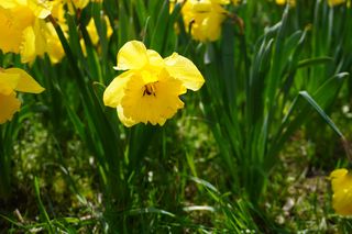 Żonkile kwitną w Warszawie 