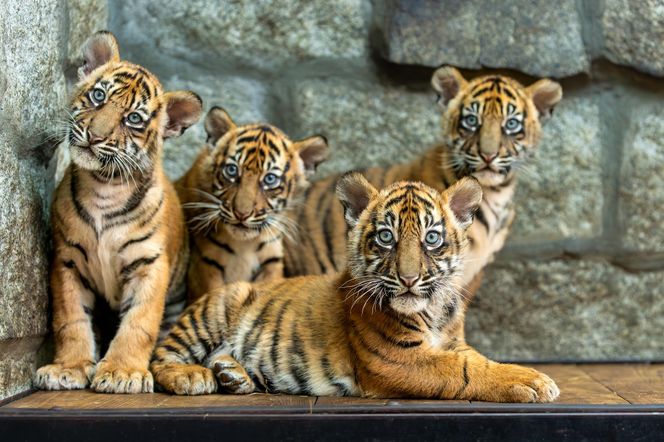 Niesamowite narodziny we wrocławskim zoo. Na świat przyszły cztery tygrysy sumatrzańskie 