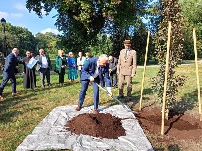 Trzy młode buki purpurowe na Skwerze Leśników Polskich wspólnie zasadzili pracownicy Nadleśnictwa Siedlce i Lasów Państwowych, władze miasta Siedlce i radni.